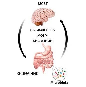 Взаимосвязь МОЗГ - КИШЕЧНИК