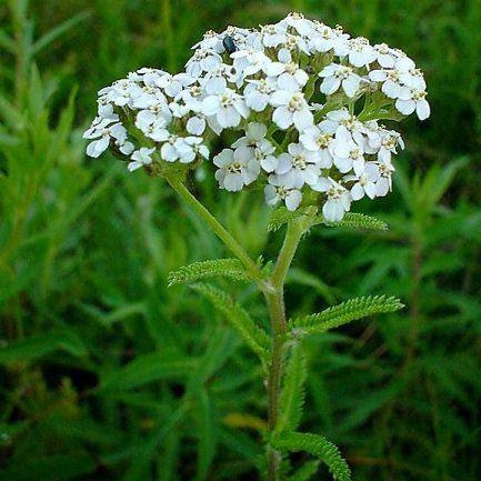 Тысячелистник