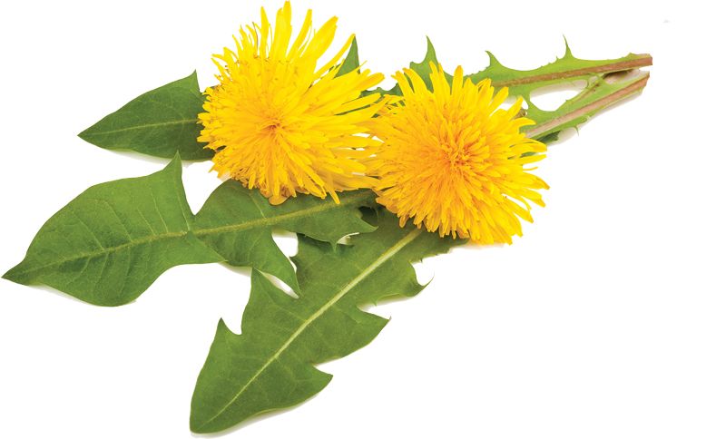 Экстракт одeванчика