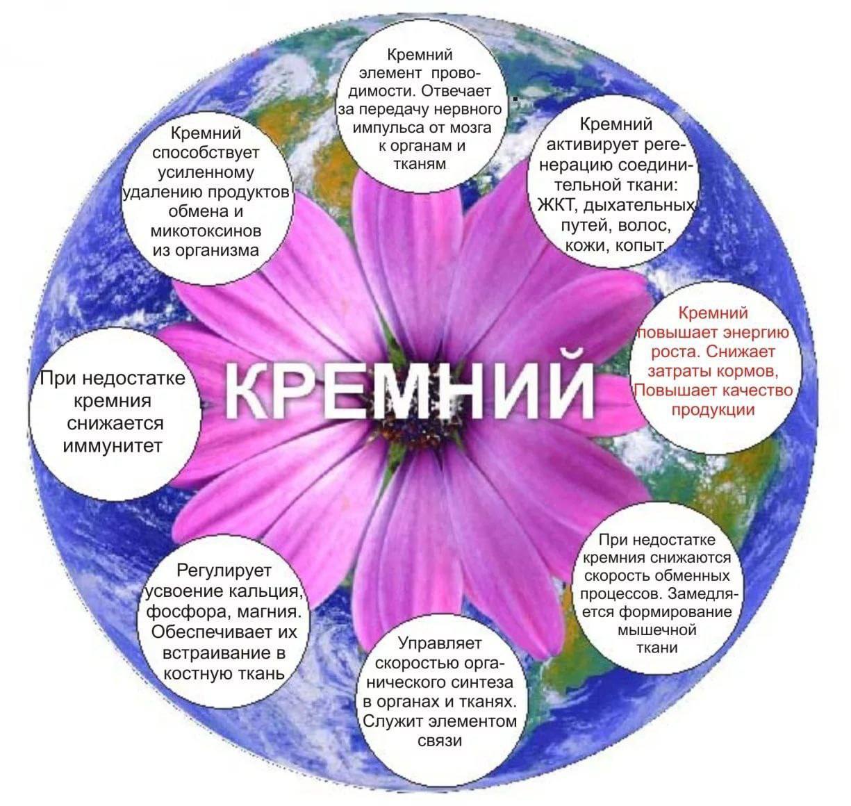 Роль кремня в организме